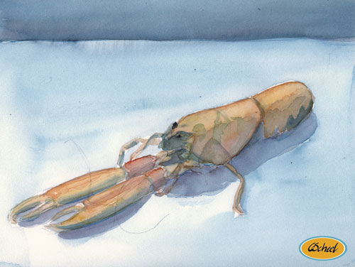 Charlotte Scheel akavarel water color hummer lobster 