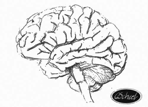 hjernen brain hjernen tegning drawing  Charlotte Scheel