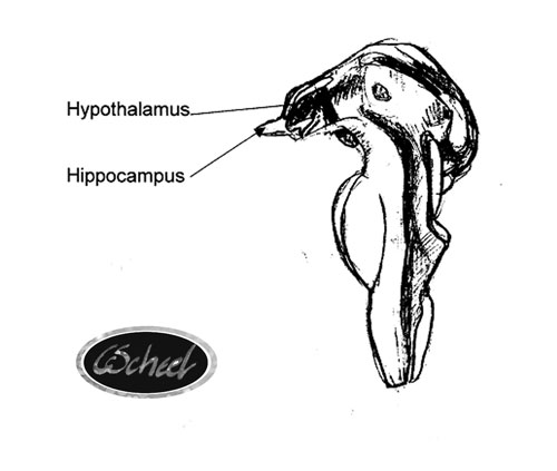 hjernen hippocampus hypothalamus system of the brain hjernen tegning drawing Charlotte Scheel