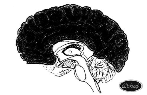 hjernen hjernebarken brain hjernen tegning Charlotte Scheel