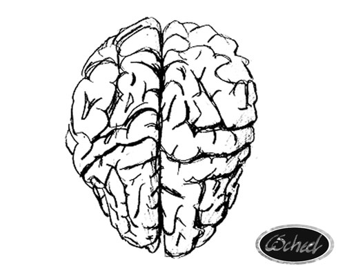 hjernen brain hjernen tegning drawing Charlotte Scheel