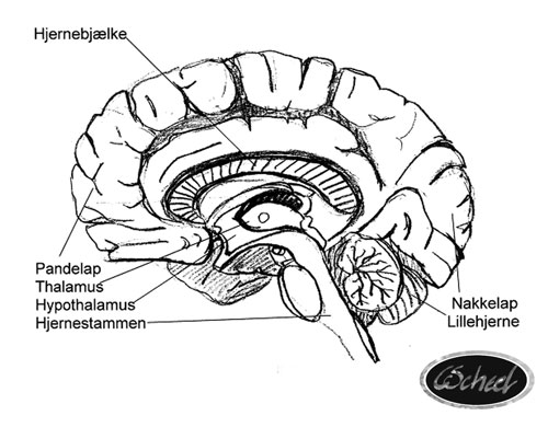 hjernen indre dele inne parts of the brain hjernen tegning drawing Charlotte Scheel