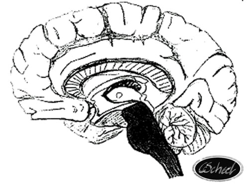krybdyr hjernen reptile brain hjernen tegning Charlotte Scheel