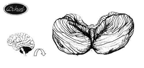 hjernen lille hjernen parts of the brain hjernen tegning drawing Charlotte Scheel