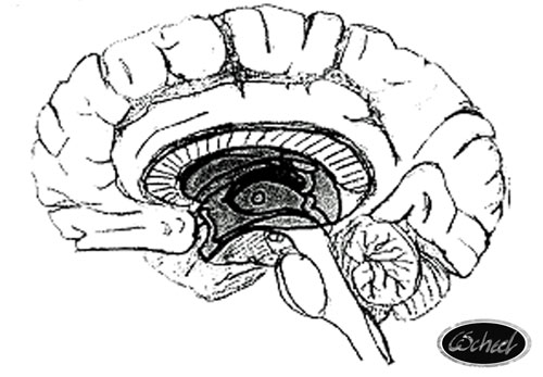 hjernen pattedyr brain hjernen tegning Charlotte Scheel