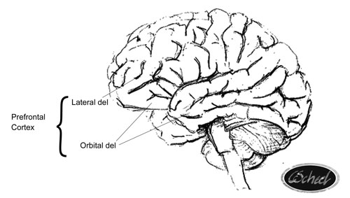 hjernen brain prefrontal cortex frontal lapperne hjernen tegning drawing  Charlotte Scheel