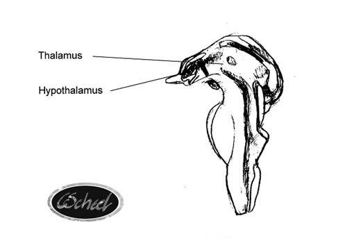 hjernen indre dele inner thalamus og hypothalamus parts of the brain hjernen tegning drawing Charlotte Scheel