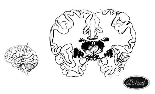 hjernen basalganglia parts of the brain hjernen tegning drawing Charlotte Scheel