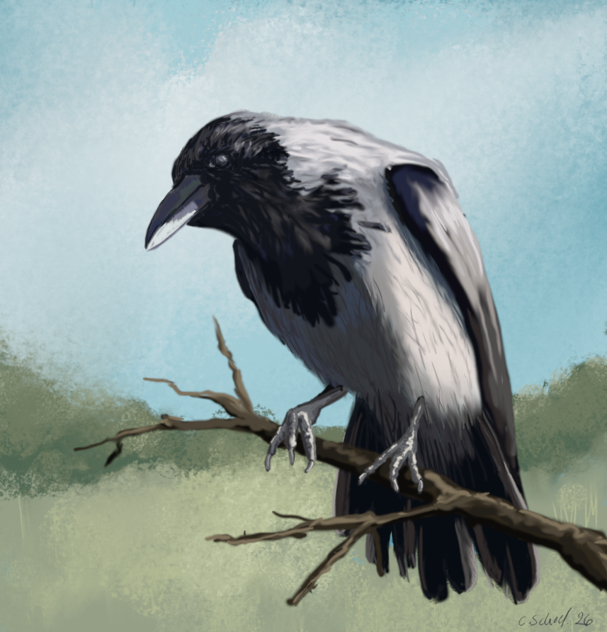 Charlotte Scheel digital art krage crow. 