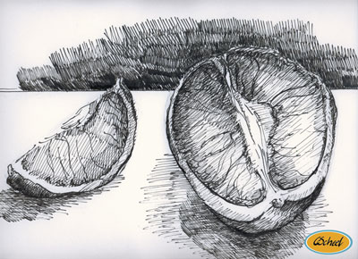 citrus frugter fruit drawing tegning studie