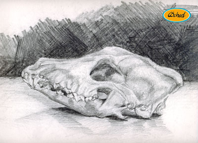 kranium cranium skull animal dyrekranium tegning drawing charlotte scheel